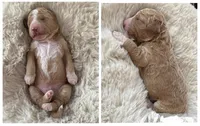 Orange, a female Goldendoodle and Miniature Goldendoodle for sale in Wilmington, NC – 2 of 4