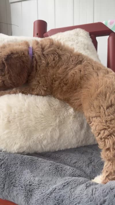 Calypso, a female Goldendoodle and Miniature Goldendoodle for sale in Wilmington, NC – 3 of 3