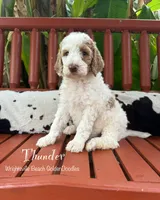 Thunder , a male Goldendoodle and Miniature Goldendoodle for sale in Wilmington, NC – 2 of 3