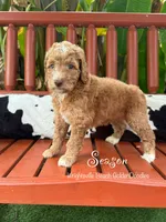 Season, a female Goldendoodle and Miniature Goldendoodle for sale in Wilmington, NC – 2 of 3