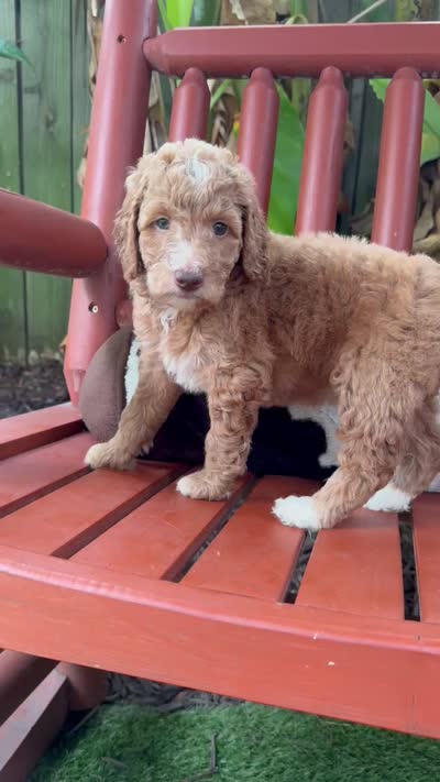 Season, a female Goldendoodle and Miniature Goldendoodle for sale in Wilmington, NC – 3 of 3