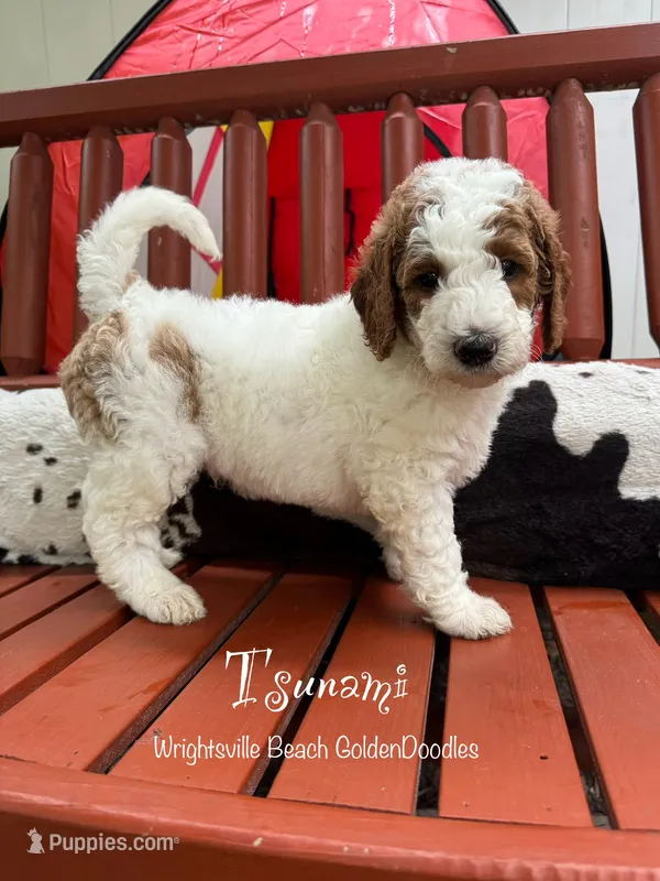 Pink collar – Goldendoodle, Miniature Goldendoodle puppy for sale in Wilmington, NC