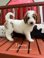 Pink collar, a female Goldendoodle and Miniature Goldendoodle for sale in Wilmington, NC – 1 of 5
