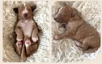 Green collar, a male Goldendoodle and Miniature Goldendoodle for sale in Wilmington, NC – 2 of 5