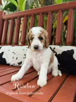 Rainbow, a female Goldendoodle and Miniature Goldendoodle for sale in Wilmington, NC – 2 of 3