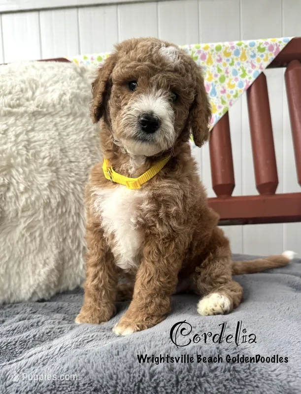 Orange – Goldendoodle, Miniature Goldendoodle puppy for sale in Wilmington, NC