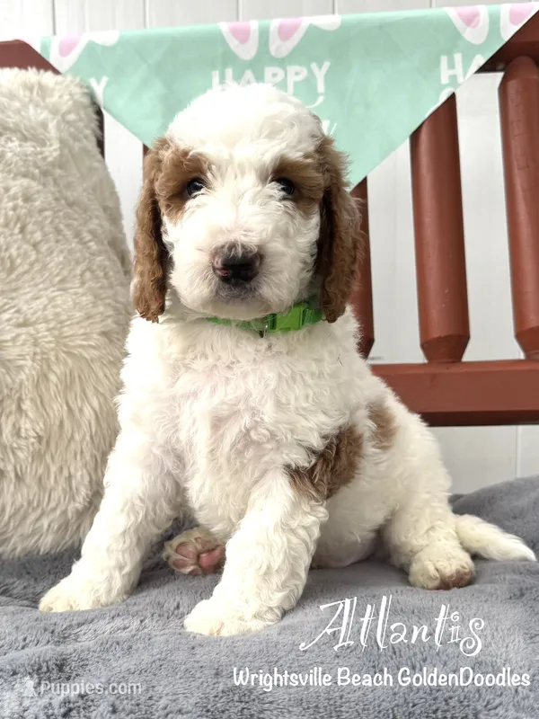 Light green  – Goldendoodle, Miniature Goldendoodle puppy for sale in Wilmington, NC