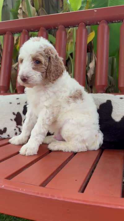 Thunder , a male Goldendoodle and Miniature Goldendoodle for sale in Wilmington, NC – 3 of 3