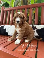 Wildfire, a male Goldendoodle and Miniature Goldendoodle for sale in Wilmington, NC – 2 of 3