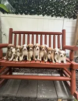 Green collar, a male Goldendoodle and Miniature Goldendoodle for sale in Wilmington, NC – 4 of 5