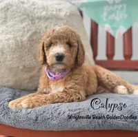 Calypso, a female Goldendoodle and Miniature Goldendoodle for sale in Wilmington, NC – 2 of 3