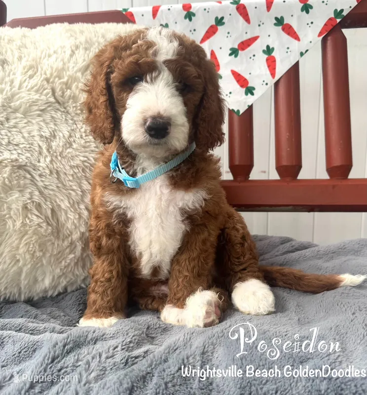 Green collar – Goldendoodle, Miniature Goldendoodle puppy for sale in Wilmington, NC