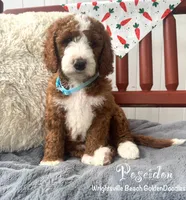 Green collar, a male Goldendoodle and Miniature Goldendoodle for sale in Wilmington, NC – 1 of 5