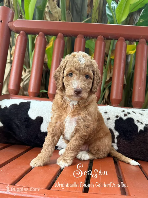 Season – Goldendoodle, Miniature Goldendoodle puppy for sale in Wilmington, NC