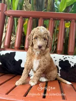 Season, a female Goldendoodle and Miniature Goldendoodle for sale in Wilmington, NC – 1 of 3