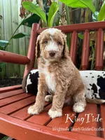 King Tide, a male Goldendoodle and Miniature Goldendoodle for sale in Wilmington, NC – 2 of 3