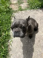 Bluchi, a male French Bulldog for sale in Chalmette, LA – Photo 5 of 6