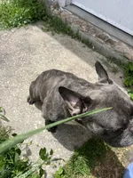 Bluchi, a male French Bulldog for sale in Chalmette, LA – Photo 2 of 6