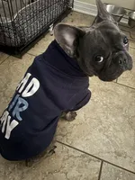 Bluchi, a male French Bulldog for sale in Chalmette, LA – Photo 1 of 6