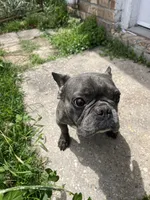 Bluchi, a male French Bulldog for sale in Chalmette, LA – Photo 3 of 6