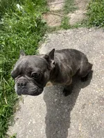 Bluchi, a male French Bulldog for sale in Chalmette, LA – Photo 6 of 6