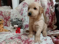 MAX, a male Golden Retriever for sale in Pittsburg, TX – 6 of 10