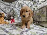 Venus, a female Golden Retriever for sale in Pittsburg, TX – 4 of 10