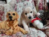 COOPER, a male Golden Retriever for sale in Pittsburg, TX – 4 of 10
