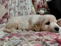 COOPER, a male Golden Retriever for sale in Pittsburg, TX – 5 of 10