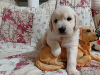 COOPER, a male Golden Retriever for sale in Pittsburg, TX – 2 of 10