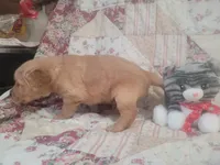 Ashur, a male Golden Retriever for sale in Pittsburg, TX – Photo 9 of 10