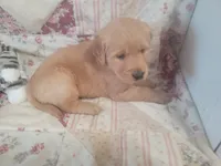 Ashur, a male Golden Retriever for sale in Pittsburg, TX – Photo 7 of 10