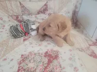 Ashur, a male Golden Retriever for sale in Pittsburg, TX – Photo 5 of 10