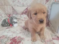 Ashur, a male Golden Retriever for sale in Pittsburg, TX – Photo 8 of 10