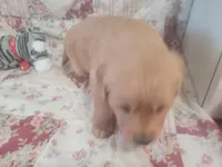 Ashur, a male Golden Retriever for sale in Pittsburg, TX – Photo 6 of 10