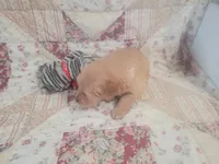 Ashur, a male Golden Retriever for sale in Pittsburg, TX – Photo 4 of 10