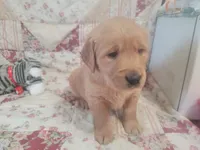 Ashur, a male Golden Retriever for sale in Pittsburg, TX – Photo 10 of 10