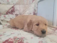 Ashur, a male Golden Retriever for sale in Pittsburg, TX – Photo 1 of 10