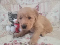 Ashur, a male Golden Retriever for sale in Pittsburg, TX – Photo 3 of 10