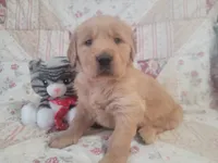 Ashur, a male Golden Retriever for sale in Pittsburg, TX – Photo 2 of 10