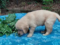 Venus, a female Golden Retriever for sale in Pittsburg, TX – 5 of 8