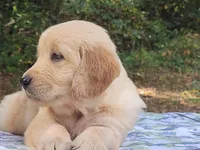 JOY, a female Golden Retriever for sale in Pittsburg, TX – Photo 1 of 10