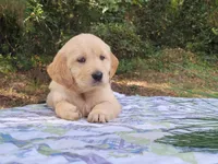 JOY, a female Golden Retriever for sale in Pittsburg, TX – Photo 2 of 10