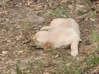 JOY, a female Golden Retriever for sale in Pittsburg, TX – Photo 9 of 10