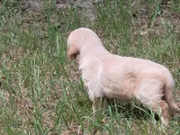JOY, a female Golden Retriever for sale in Pittsburg, TX – Photo 4 of 10