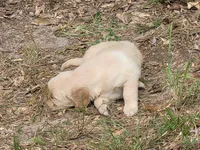 JOY, a female Golden Retriever for sale in Pittsburg, TX – Photo 10 of 10