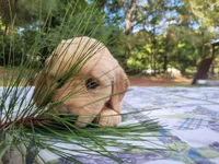 JOY, a female Golden Retriever for sale in Pittsburg, TX – Photo 3 of 10