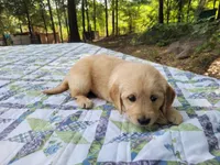 JOY, a female Golden Retriever for sale in Pittsburg, TX – Photo 5 of 10