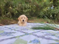 JOY, a female Golden Retriever for sale in Pittsburg, TX – Photo 8 of 10