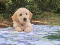 JOY, a female Golden Retriever for sale in Pittsburg, TX – Photo 6 of 10